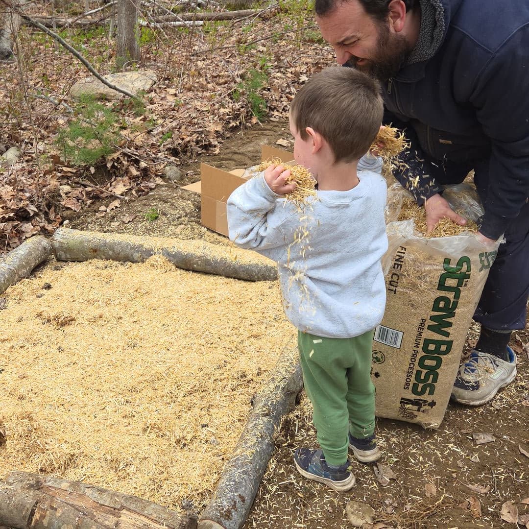Father and son covering the mushroom spawn with handfuls of straw