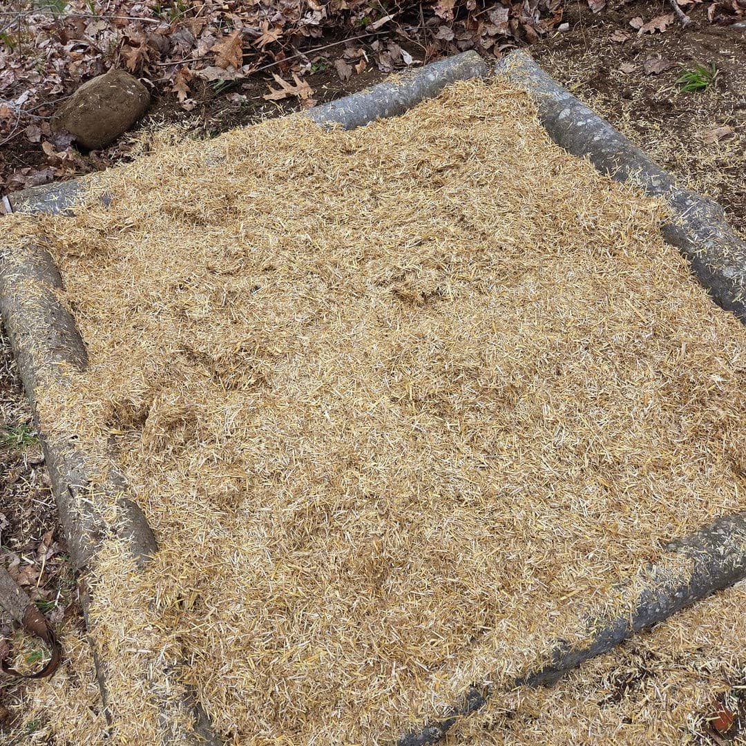 The finished wine cap mushroom bed, fully covered in straw within the log frame