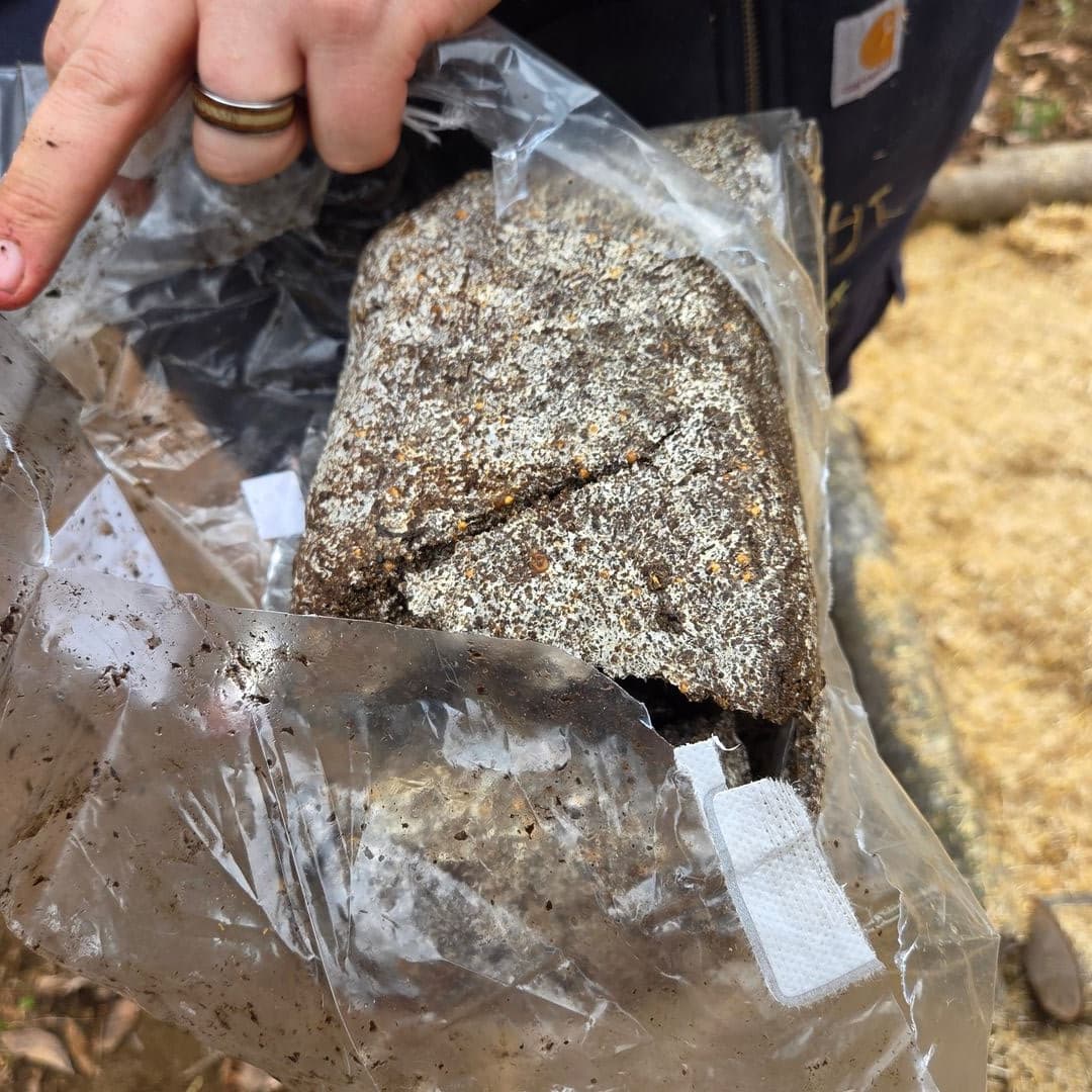 A bag of wine cap mushroom spawn broken open, showing the colonized grain