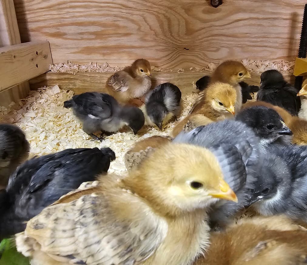 Rhode Island Red and Rhode Island Blue chicks in brooder