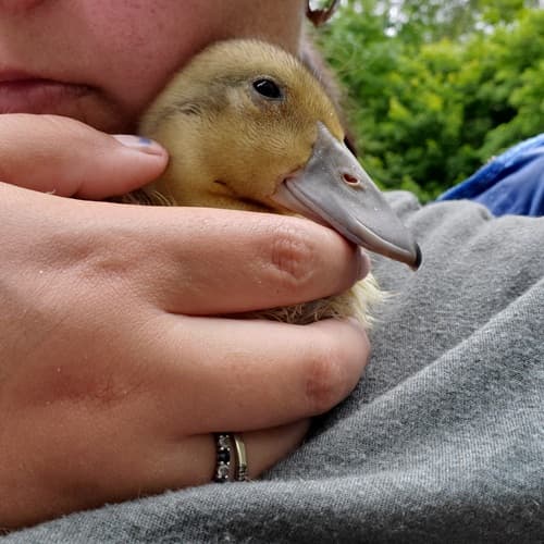 A young duck cuddling into the neck of a person