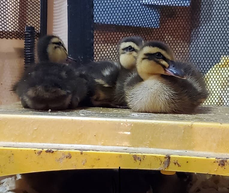 Three baby ducks sitting on a warm brooder plate