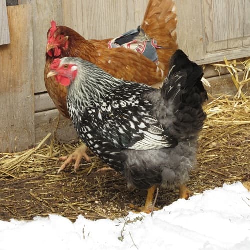 Two backyard chickens, one wearing a saddle coat to prevent feather picking