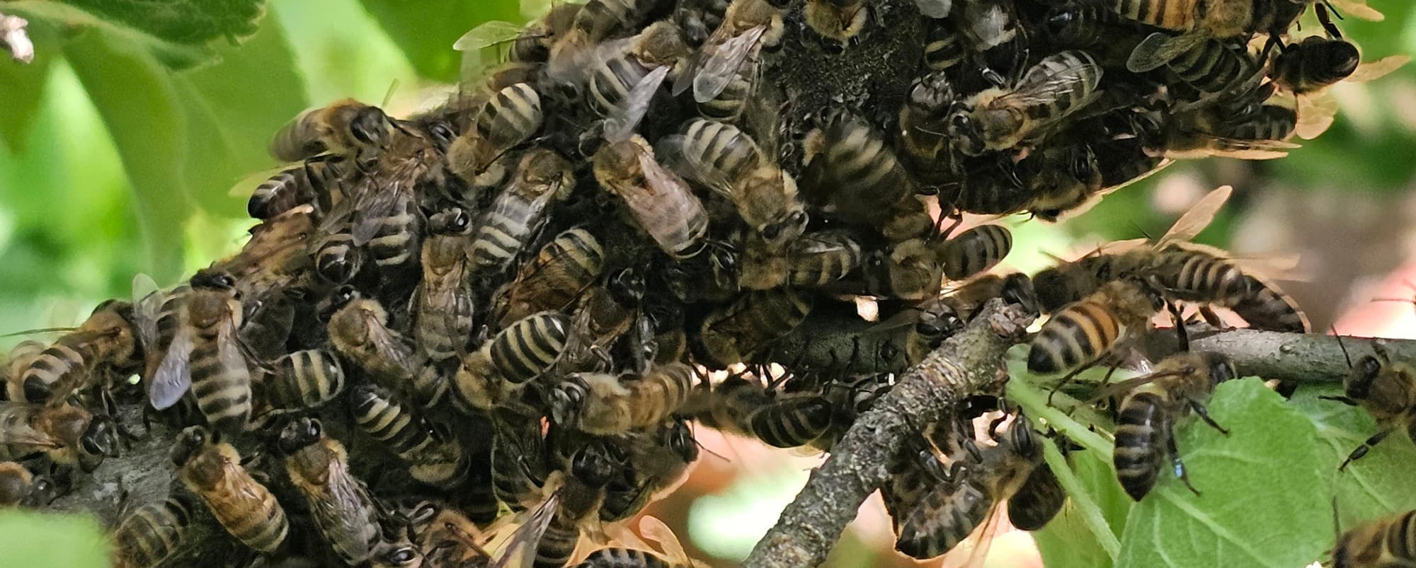 Bees swaring onto the branch of an apple tree