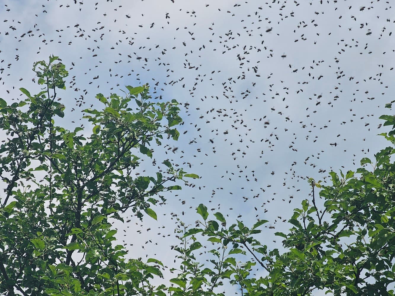 A large swarm of bees flying around the apple tree