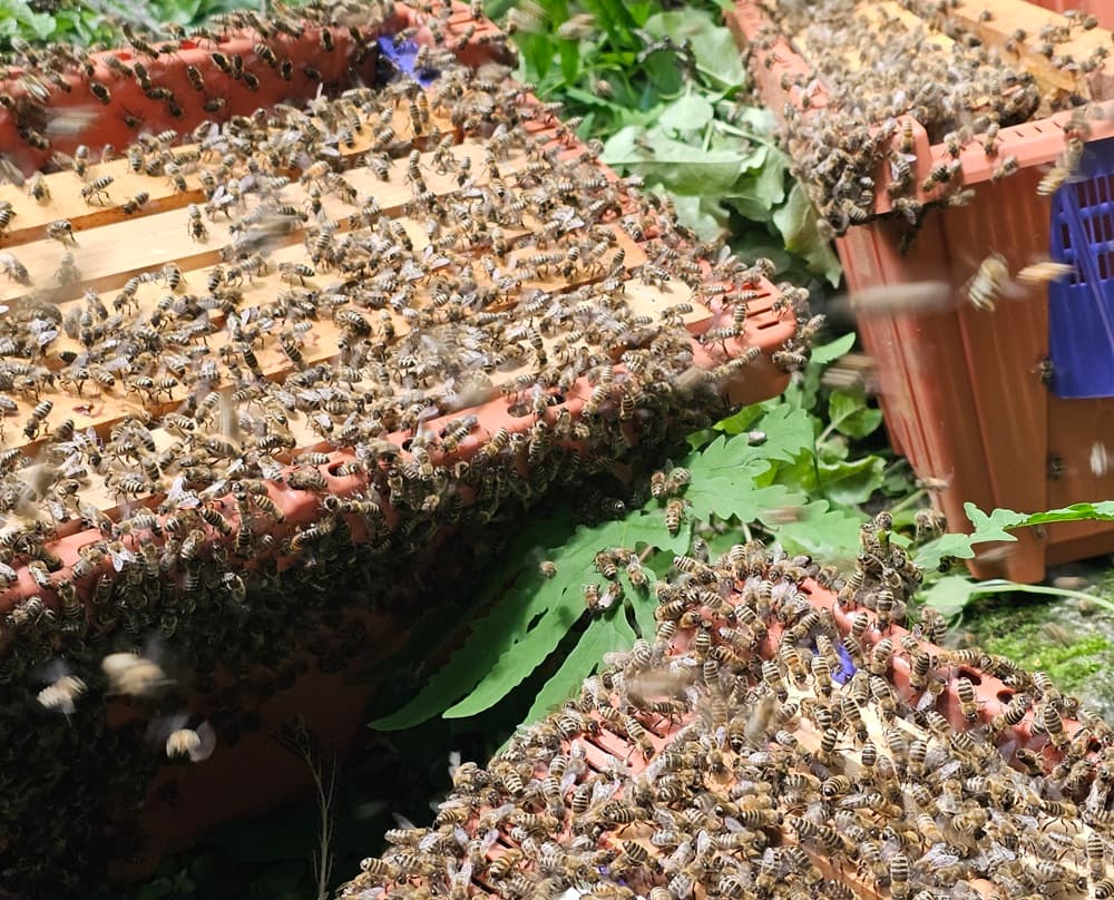A bee swarm fallen into three separate nucs