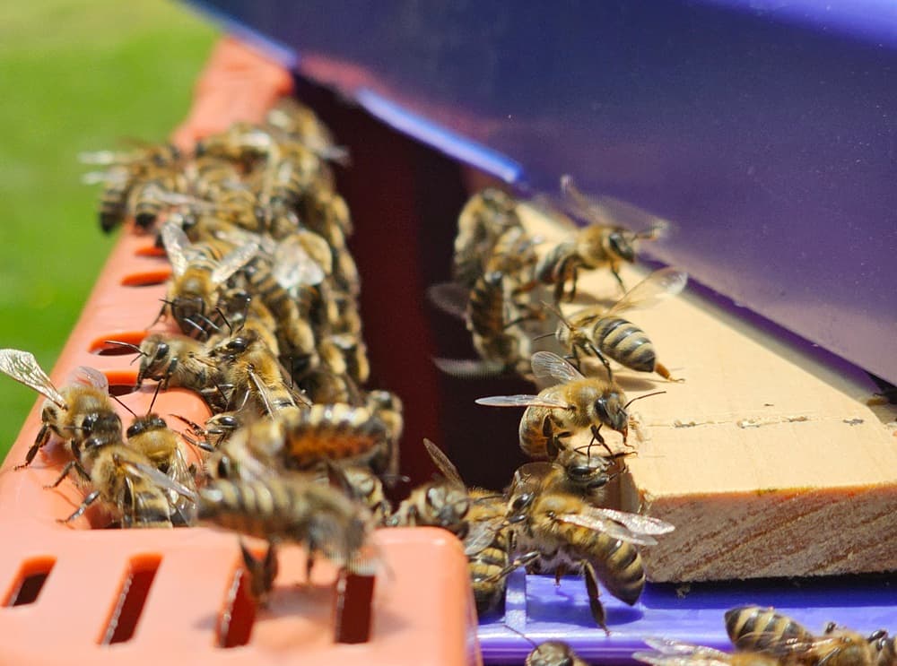 Bees fanning in a nuc