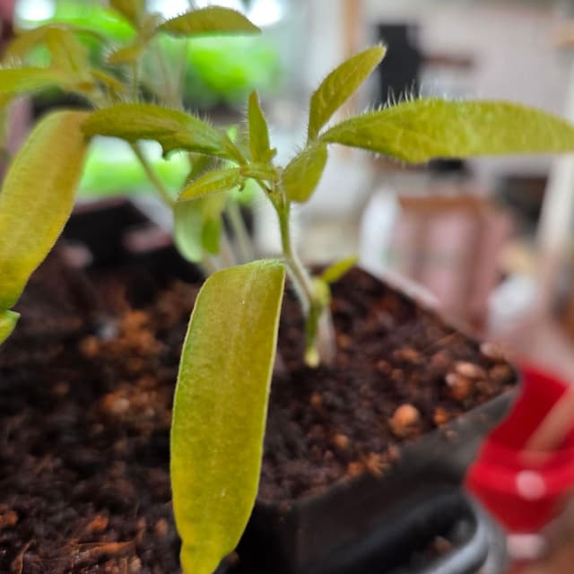 Black Krim tomato seedling