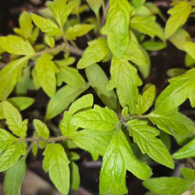 Black Krim tomato seedling