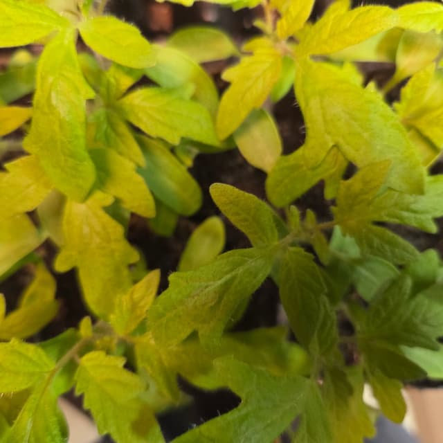 Black Krim tomato seedling