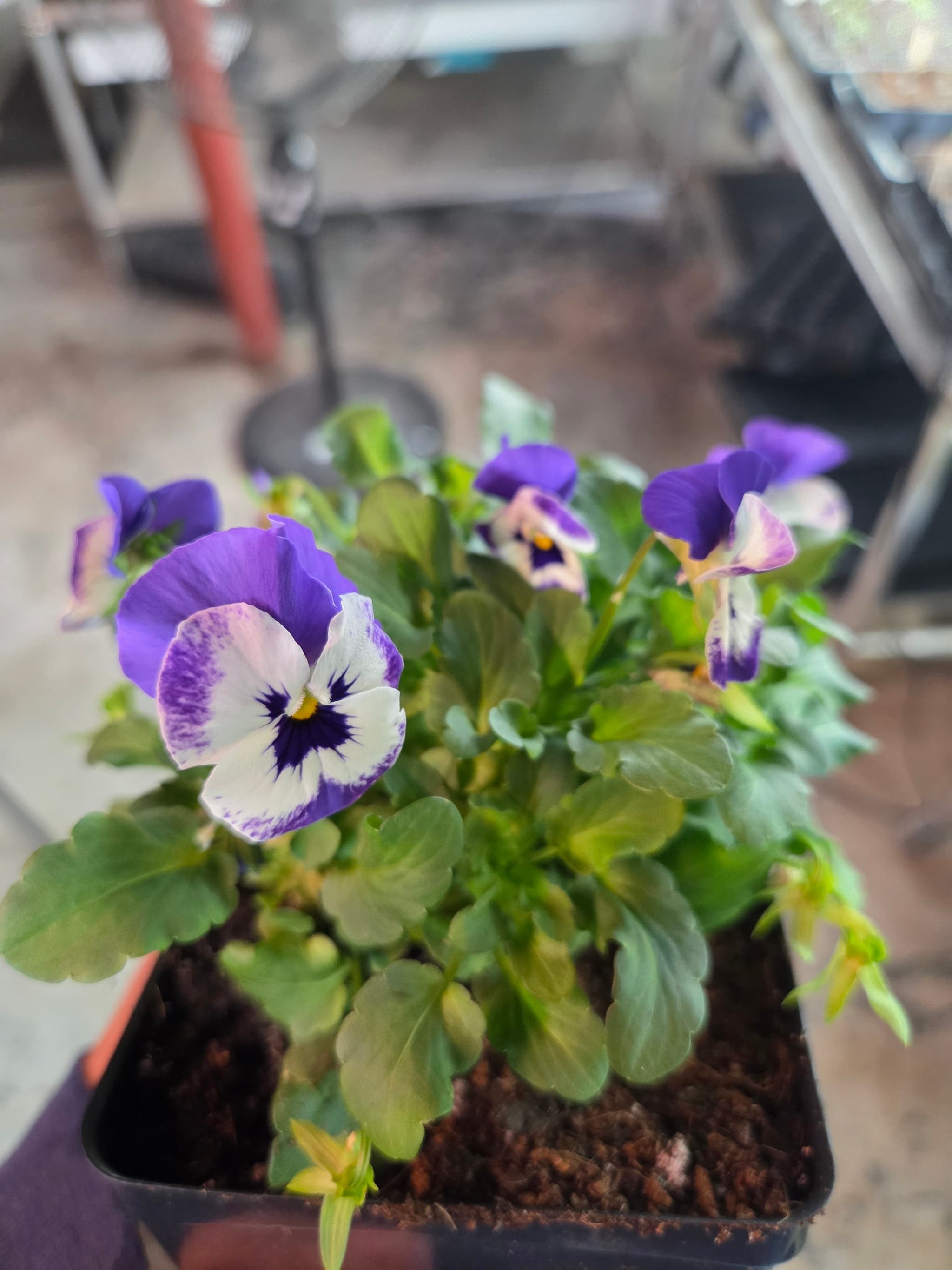 A vibrant blue viola blossom