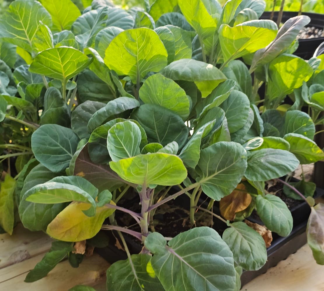 A seedling of some sort of Brassica at the farmstand