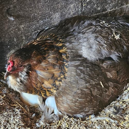 A broody Ameraucana hen sitting on duck eggs
