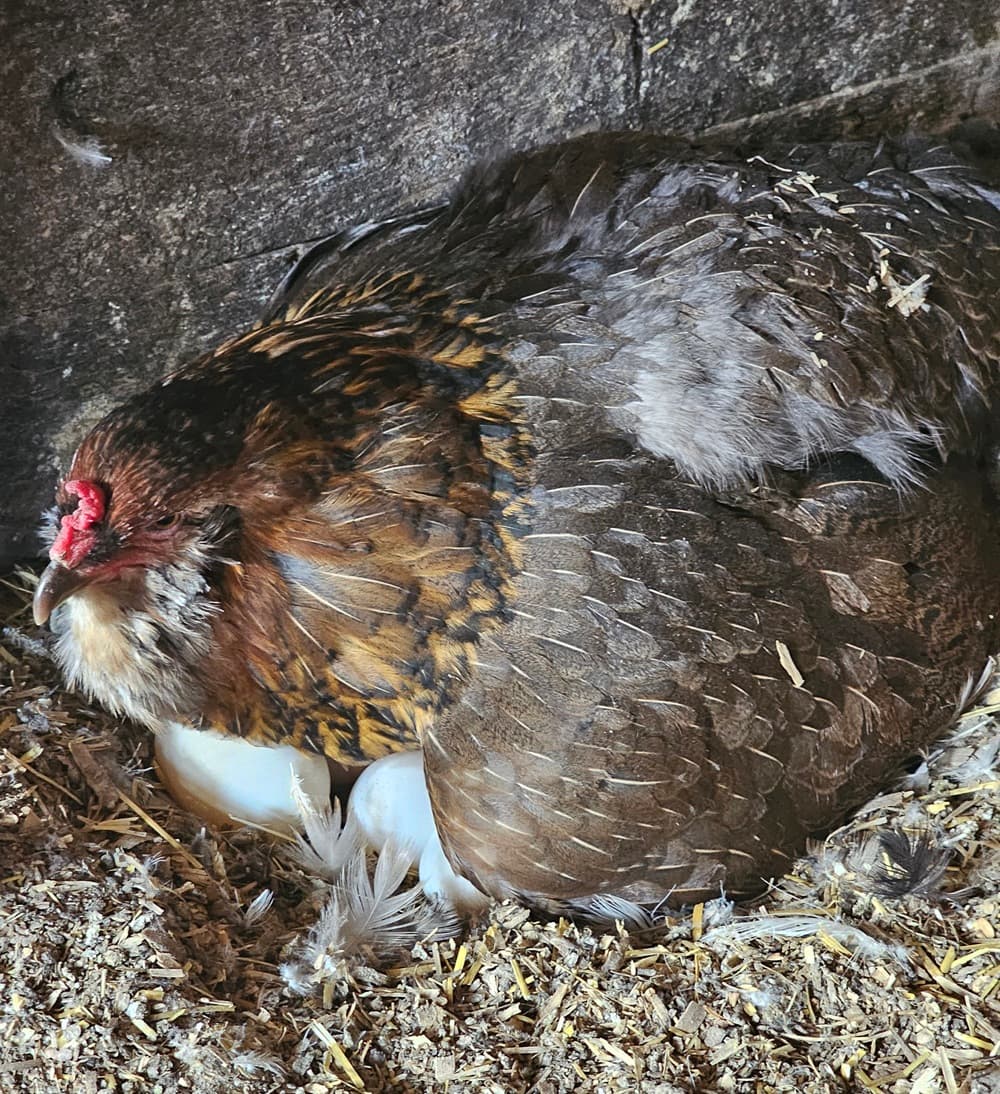 A broody Ameraucana hen sitting on duck eggs