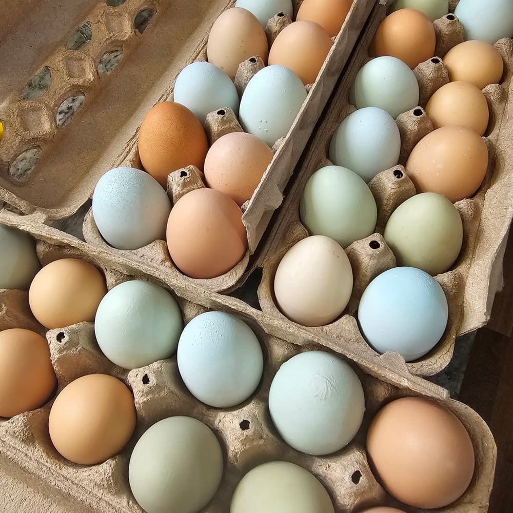 Three dozen multi-colored chicken eggs in cartons