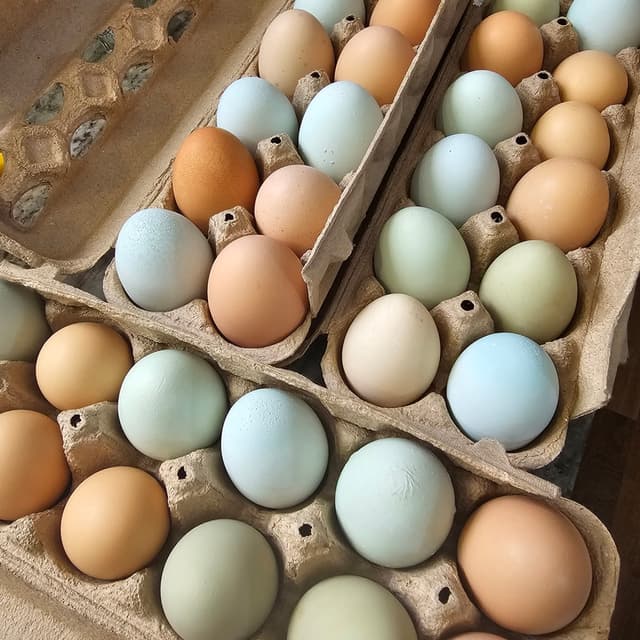 Three dozen multi-colored chicken eggs in cartons