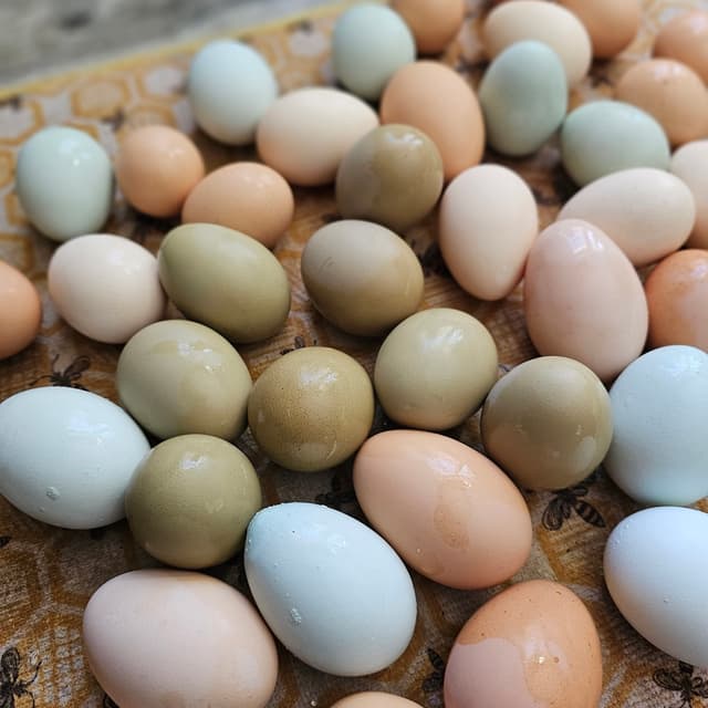 Multi-colored chicken eggs washed on mat