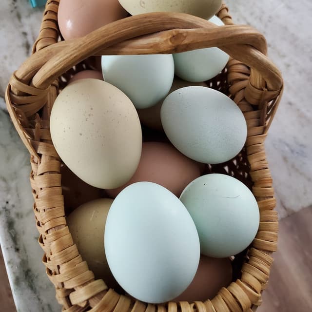 Fresh multi-colored chicken eggs in basket