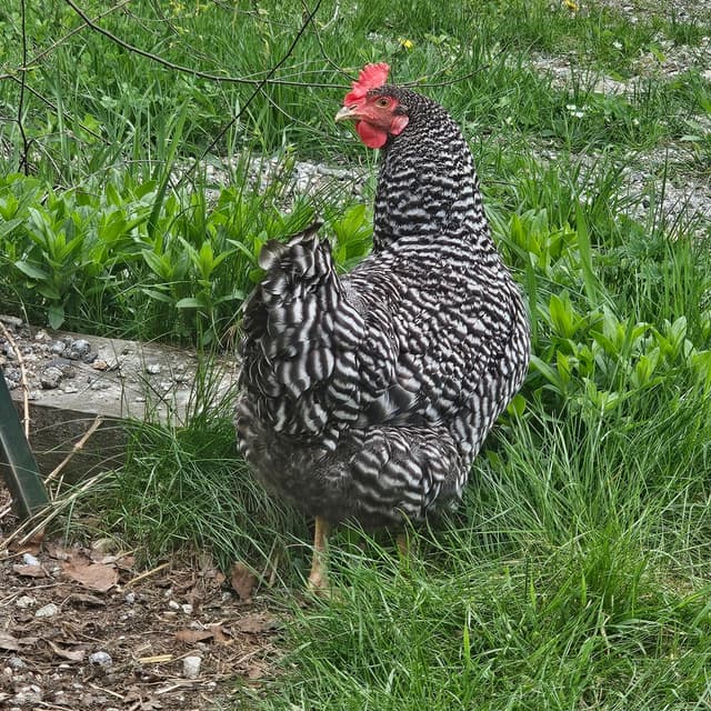 Barred rock hen looking at camera