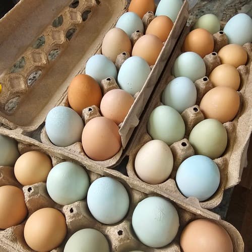 Chicken eggs of a variety of colors in cartons
