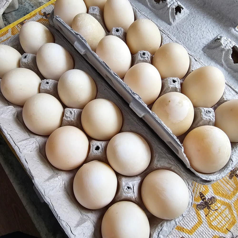 Two dozen duck eggs in carton