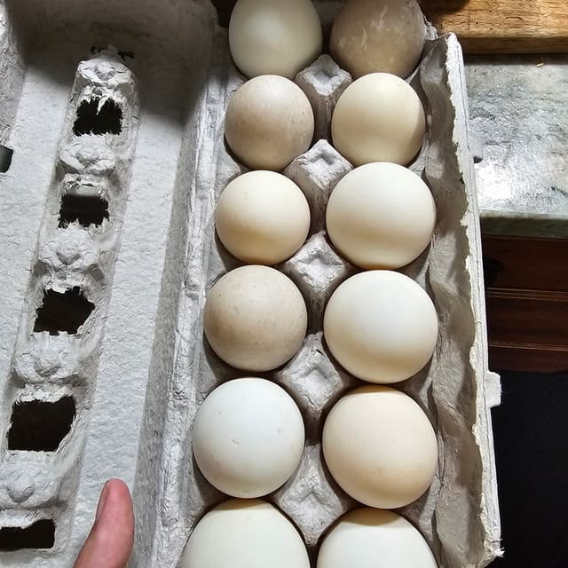 One dozen duck eggs in carton