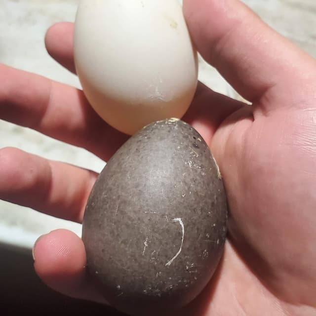 Two duck eggs being held in hand