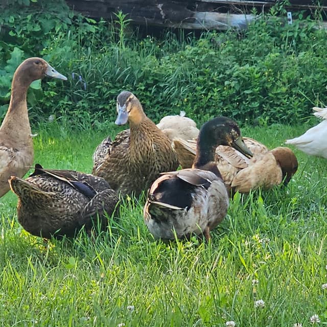 A flock ducks eating grass