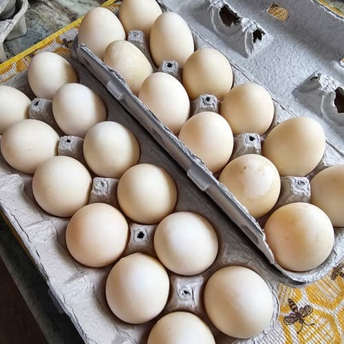 White duck eggs in carton