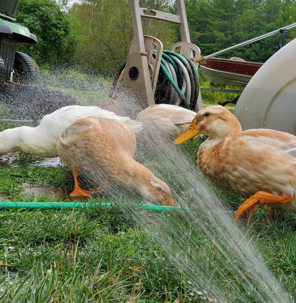 Ducks splashing in the water from a garden hose