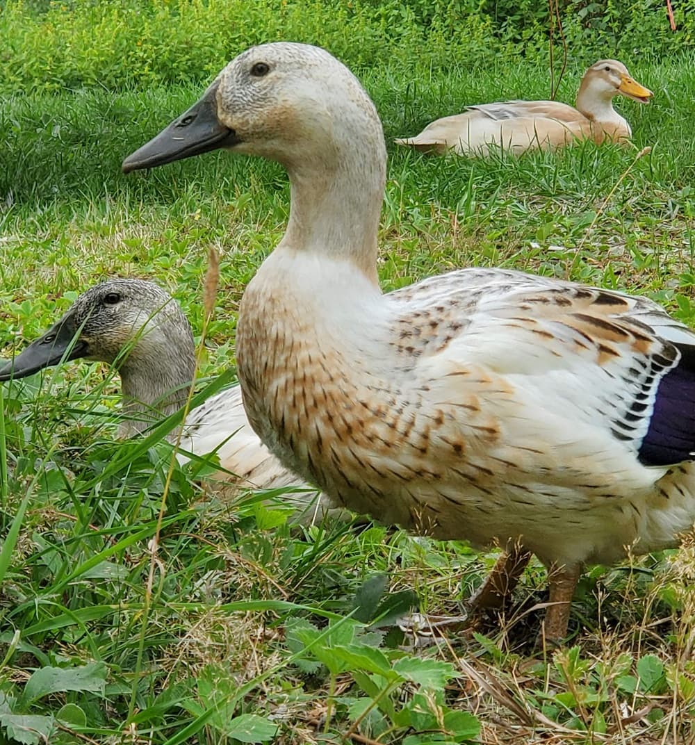 Three adult ducks sitting in grass