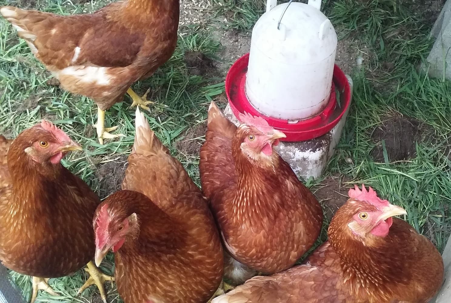 Our first chickens - a flock of ISA Brown hens