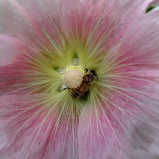 Honey bee in flower
