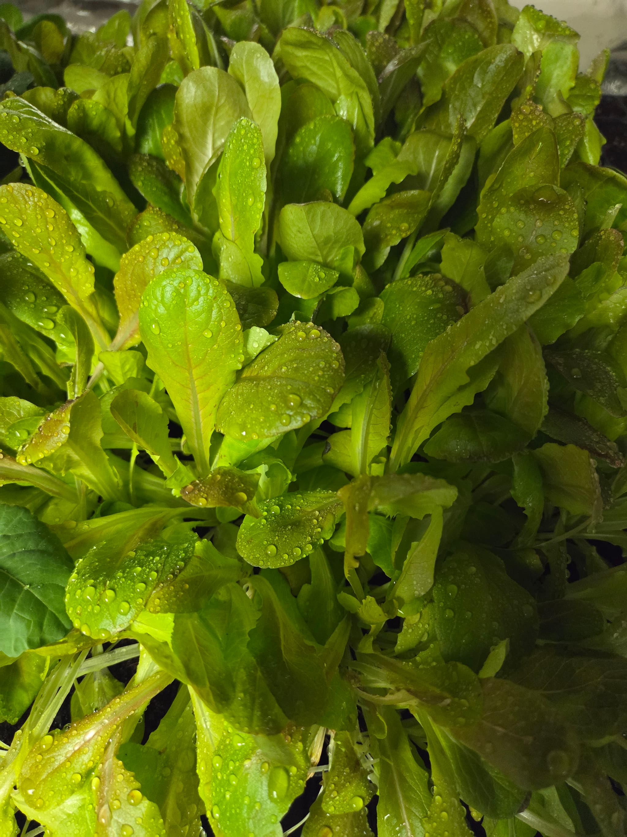 Lettuce seedlings return inside from hardening off outdoors