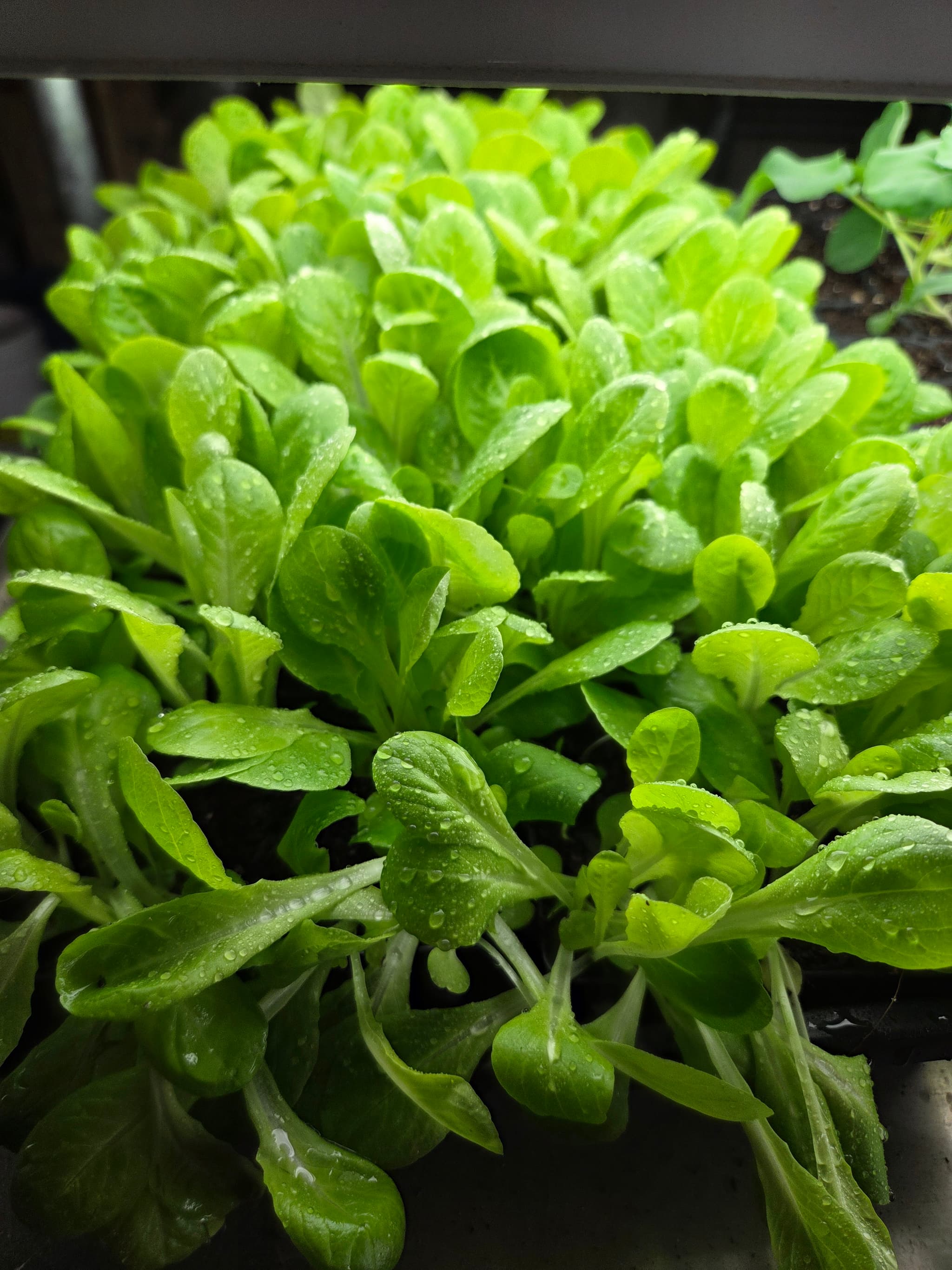 Young lettuce seedlings growing under lightd