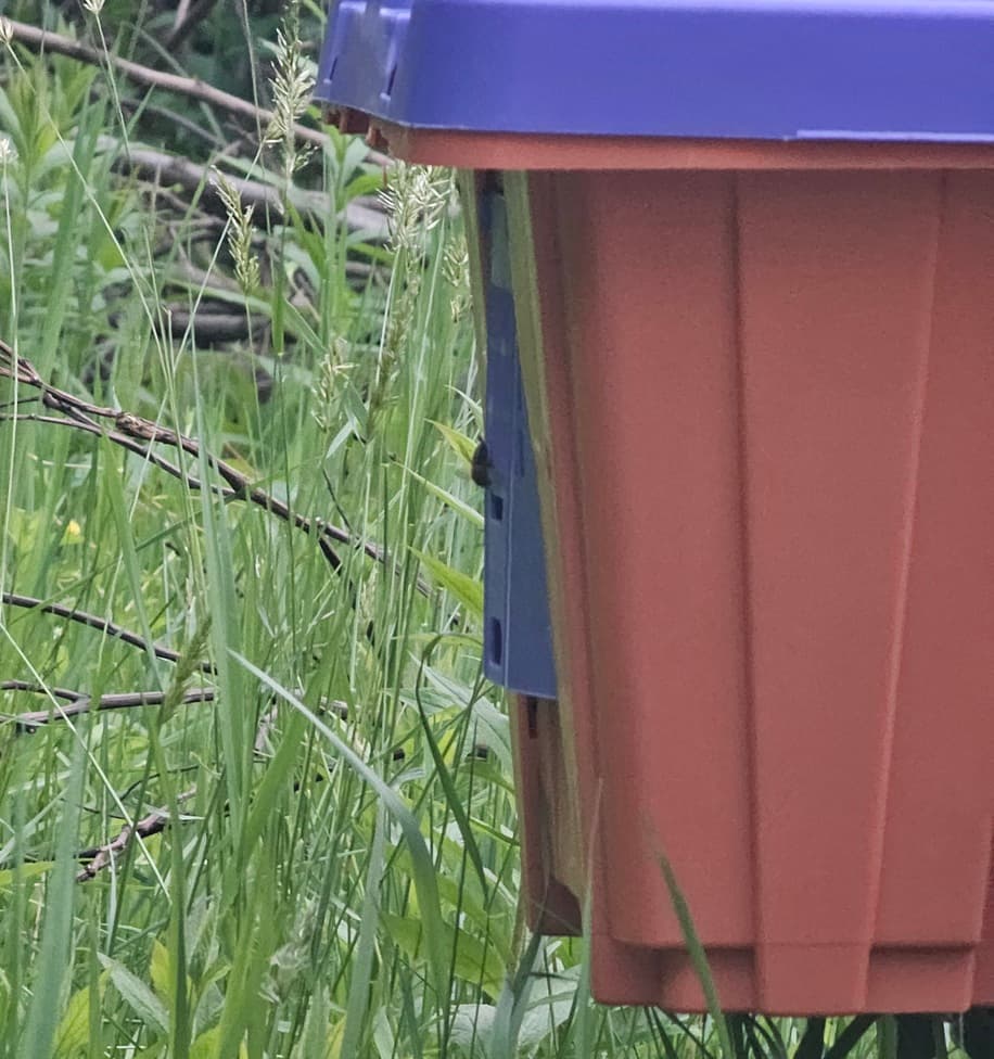 A lone guard bee watches over the entrance to the swarm nuc