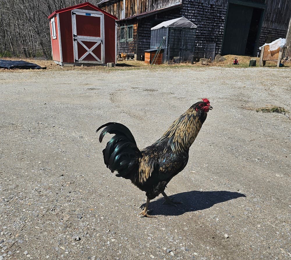 A lone ameracauna rooster stands in a driveway