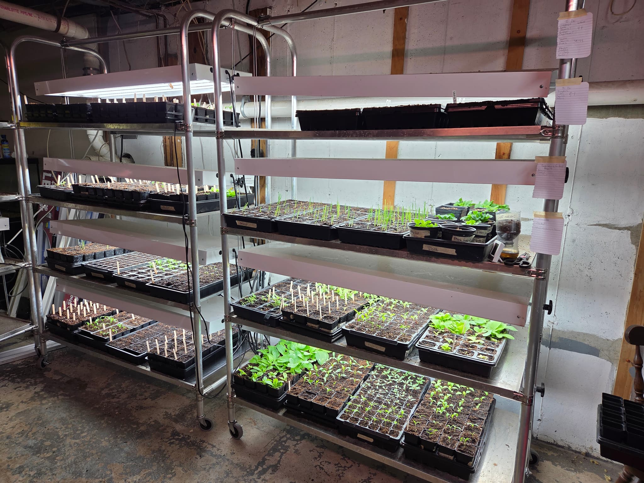 Trays of seedlings growing under lights on an indoor grow rack