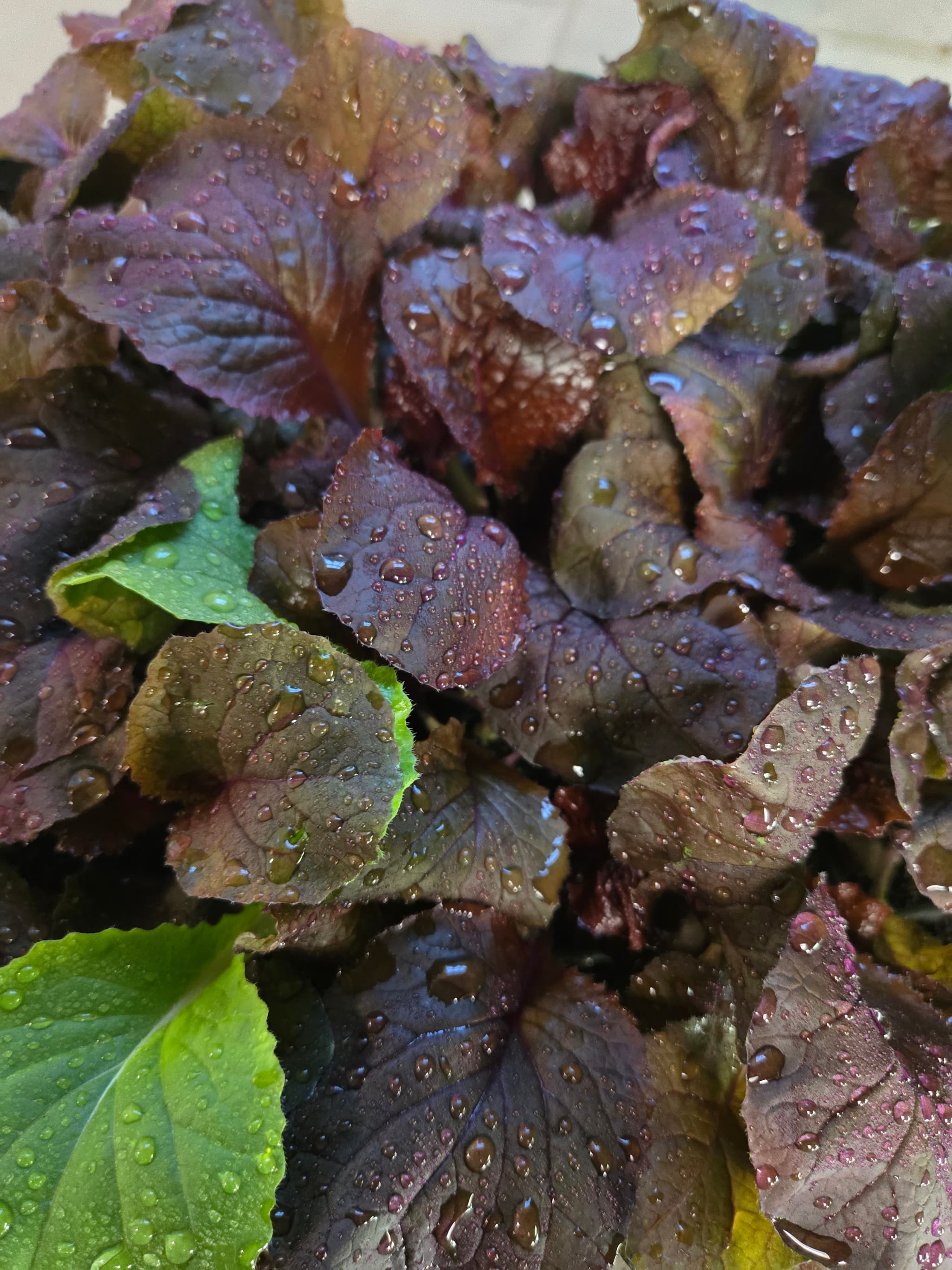 Napa cabbage seedlings hardening off outdoors in the sun
