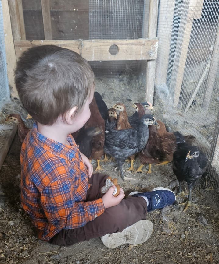 Our toddler son pets young pullets and cockerels