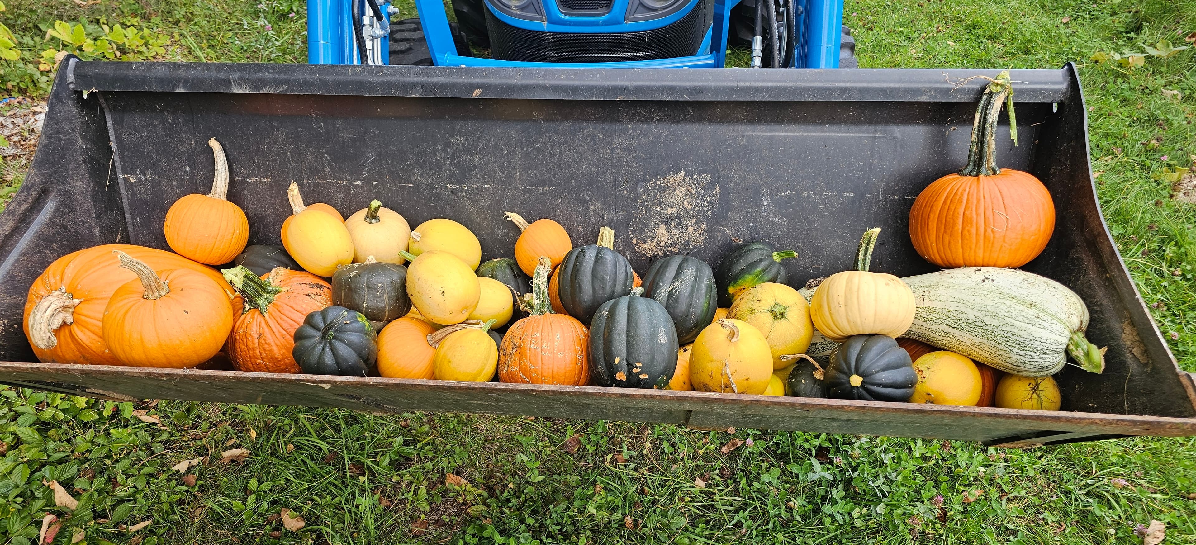 Squash and pumpkins in a tractor loader bucket