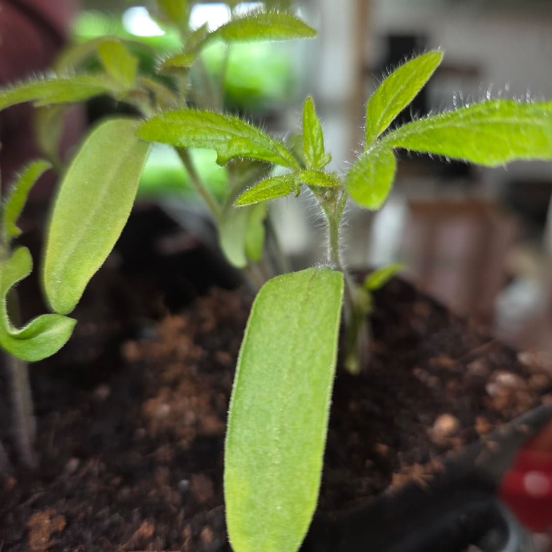 Black Krim tomato seedling